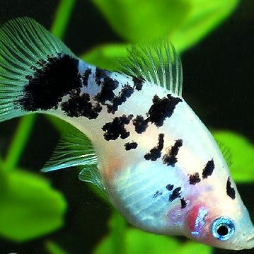 Platy Panda