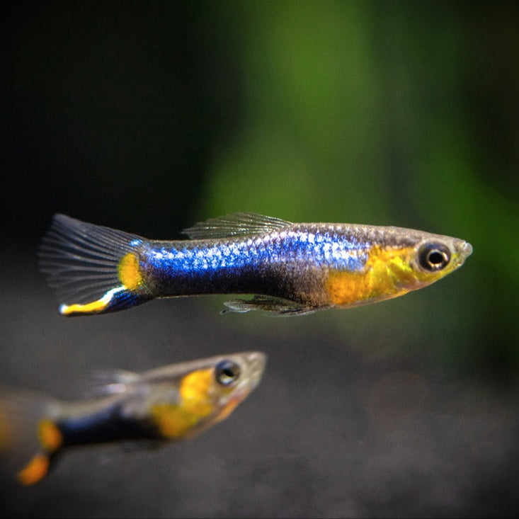 Guppys Endler Blue Star (Casal)