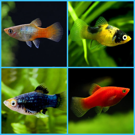 Platy Coral Sortido