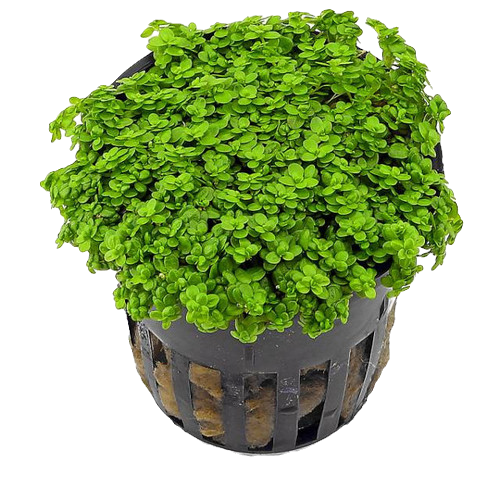 Hemianthus callitrichoides 'Cuba'