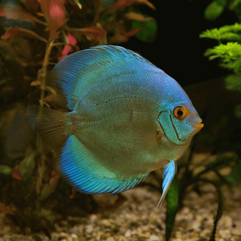 Discus Cobalto 5cm