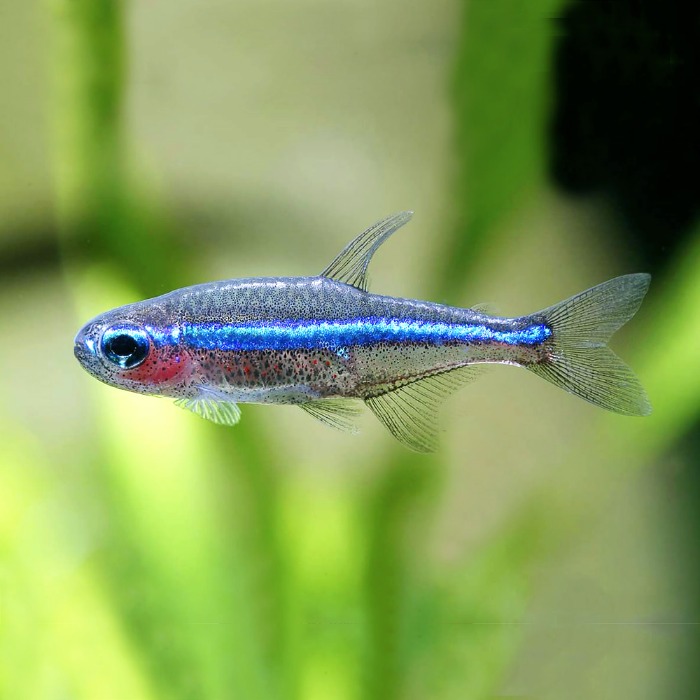 Tetra Neon Verde