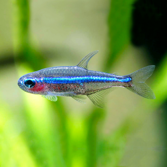 Tetra Neon Verde