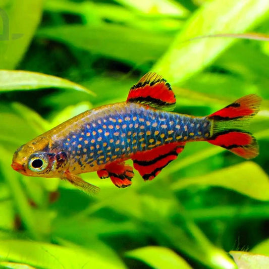 Rasbora Galaxy