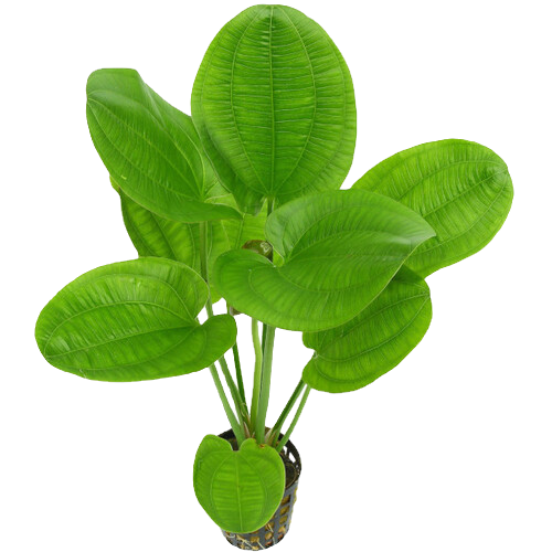 Echinodorus grandiflorus