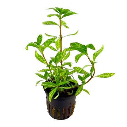Hygrophila polysperma Rosanervig