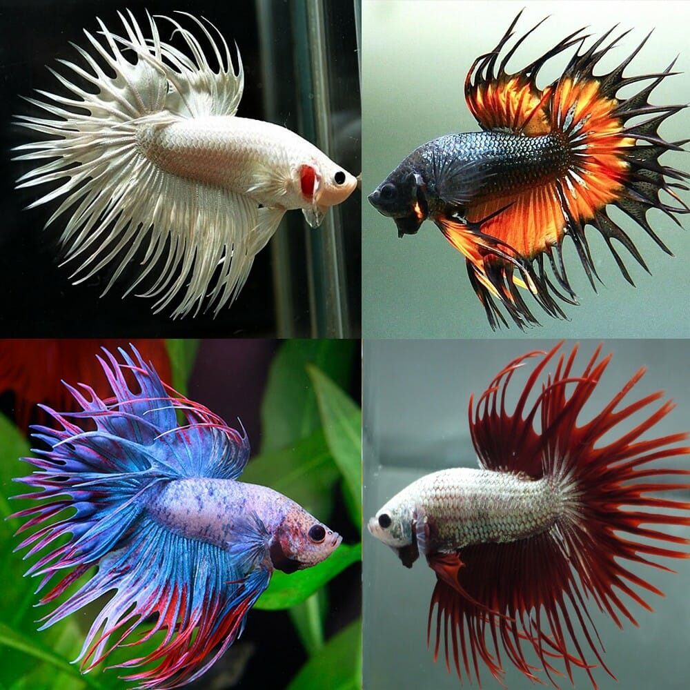 Betta Macho Crowntail Sortido