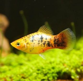 Platy Amarelo Calico