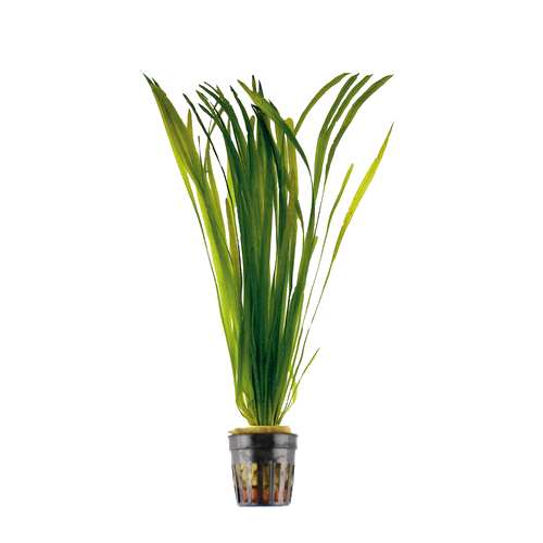 Vallisneria gigantea