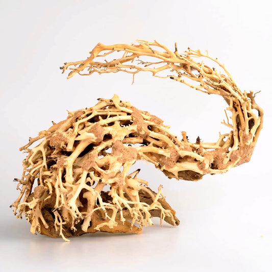 Strideways Dragon Bonsai M