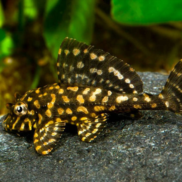 Plecostomus Mármore Laranja