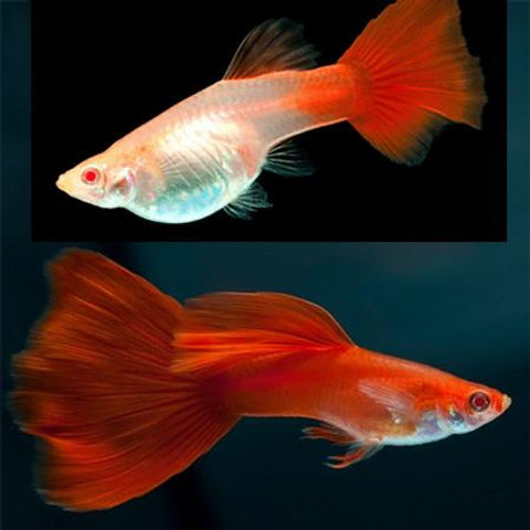 Guppys Full Red Albino (Trio)