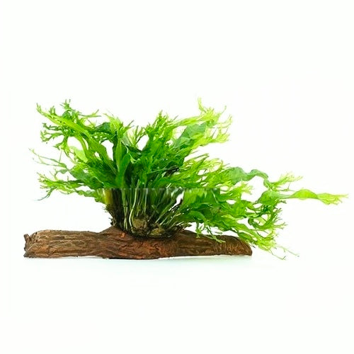 Microsorum Windelov em Stonewood S