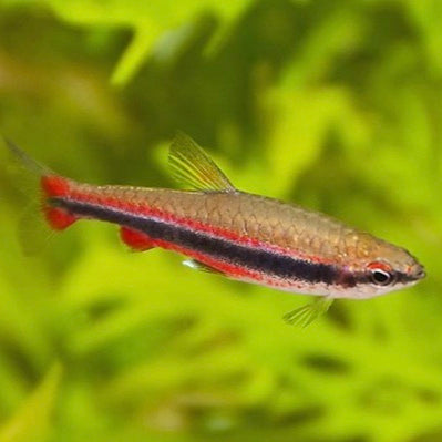 Peixe Lápis Dourado