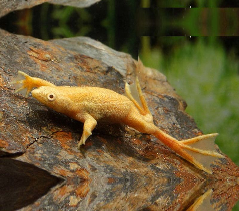 Rã Hymenochirus Dourada