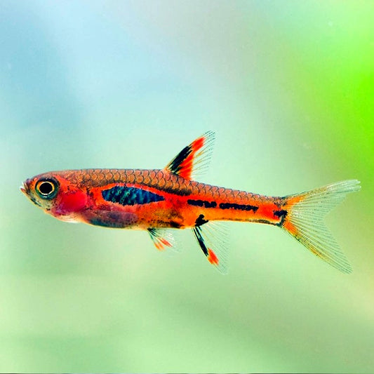 Rasbora Mosquito