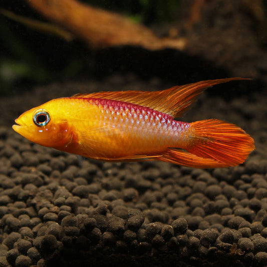 Apistogramma agassizi Fire Red