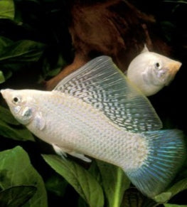 Molly Velifera Prata