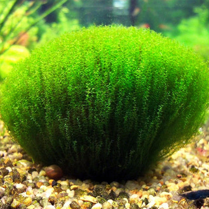 Musgo Stringy (In Vitro)