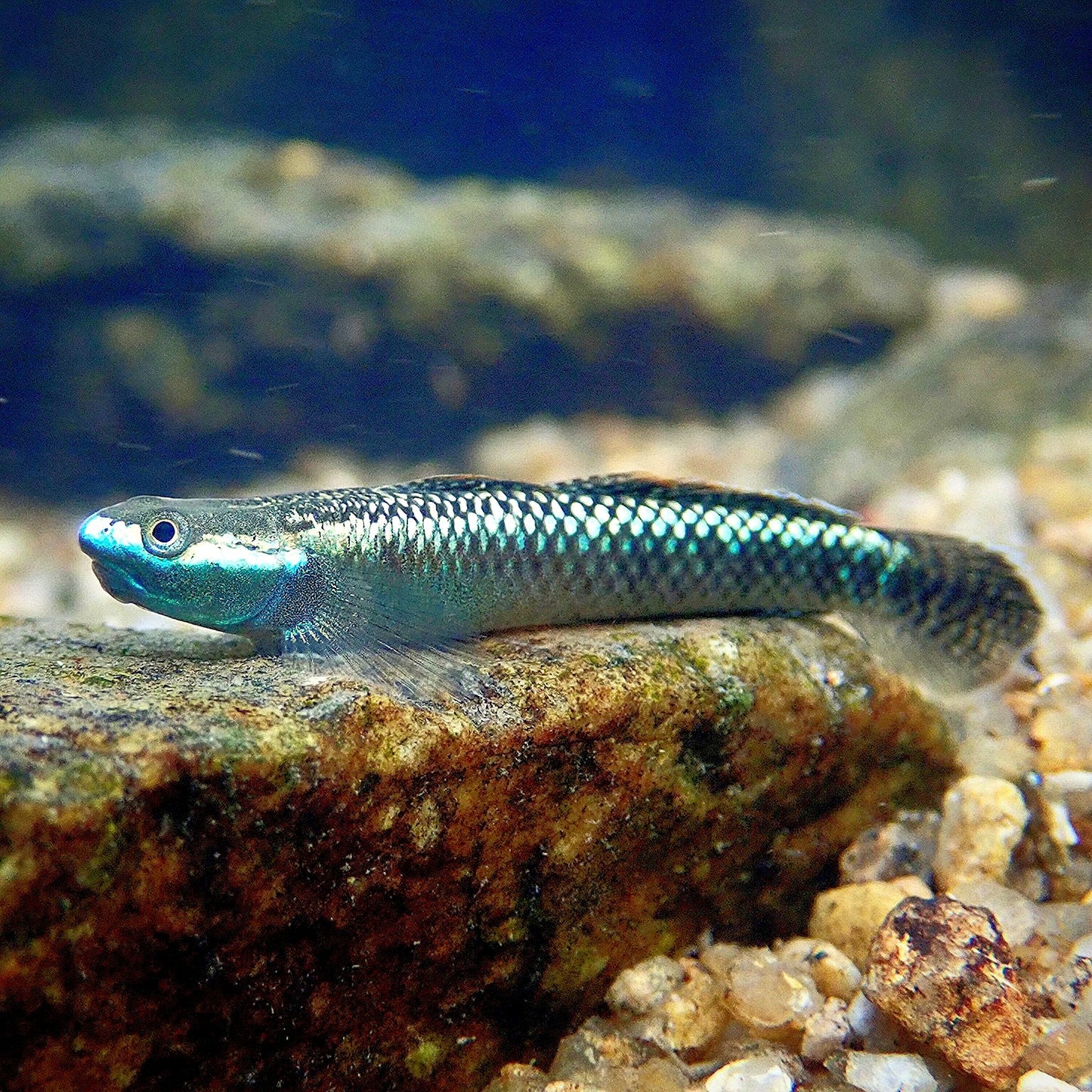 Góbio Neon Azul