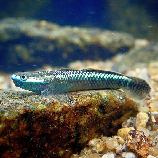 Góbio Neon Azul