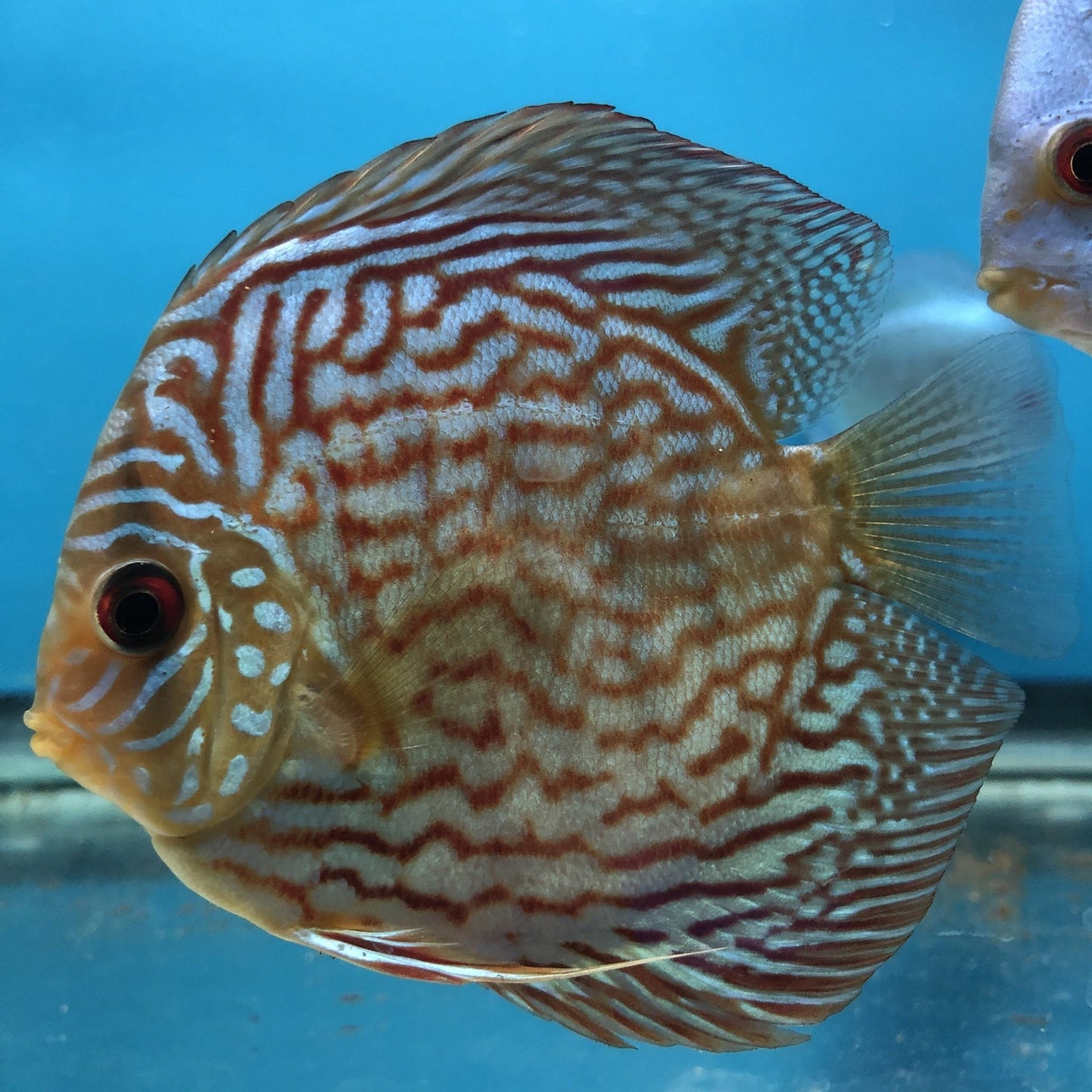 Discus Red Turquoise 5cm