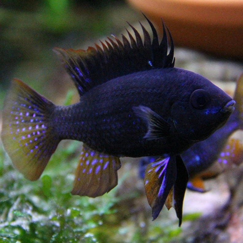 Ramirezi Balão Negro 3cm - Mikrogeophagus Ramirezi Balloon Portugal