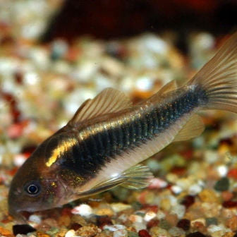 Corydora schultzei