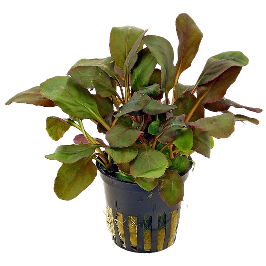 Lobelia cardinalis nana