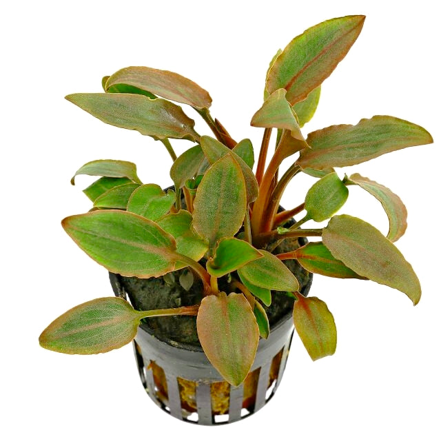 Cryptocoryne walkerii
