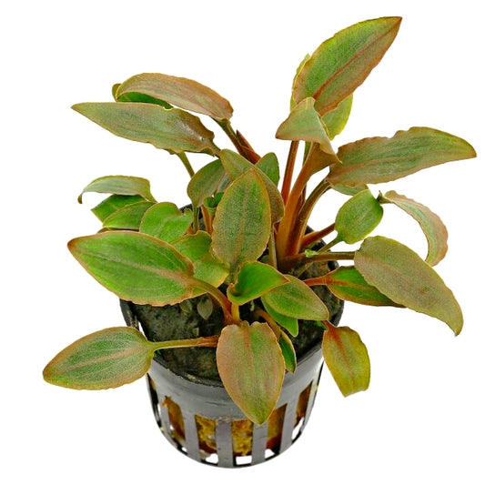 Cryptocoryne walkerii