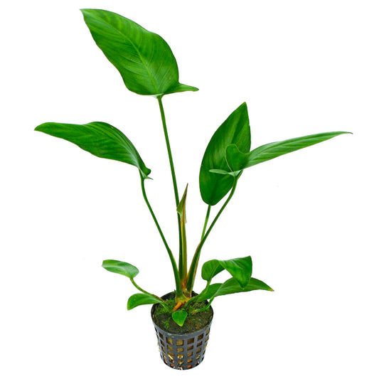 Anubia hastifolia