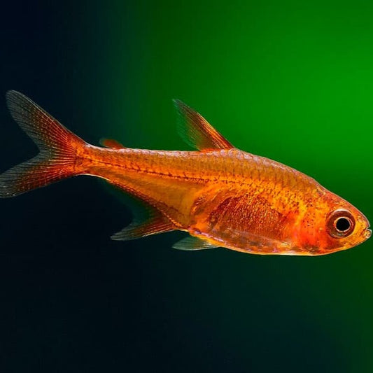 Tetra Ambar