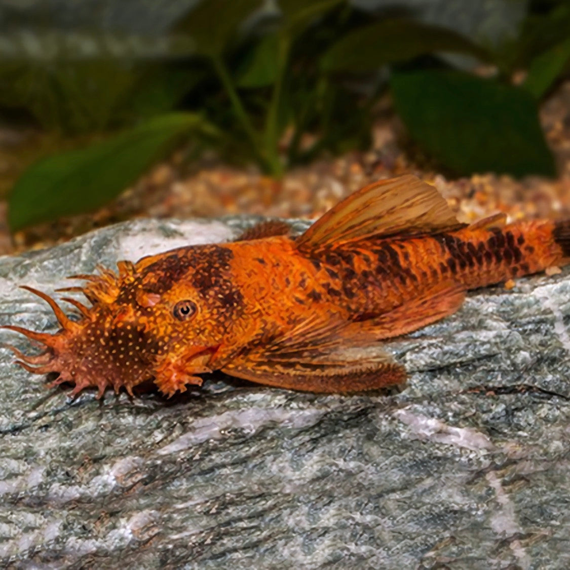Ancistrus Red Brown 2cm