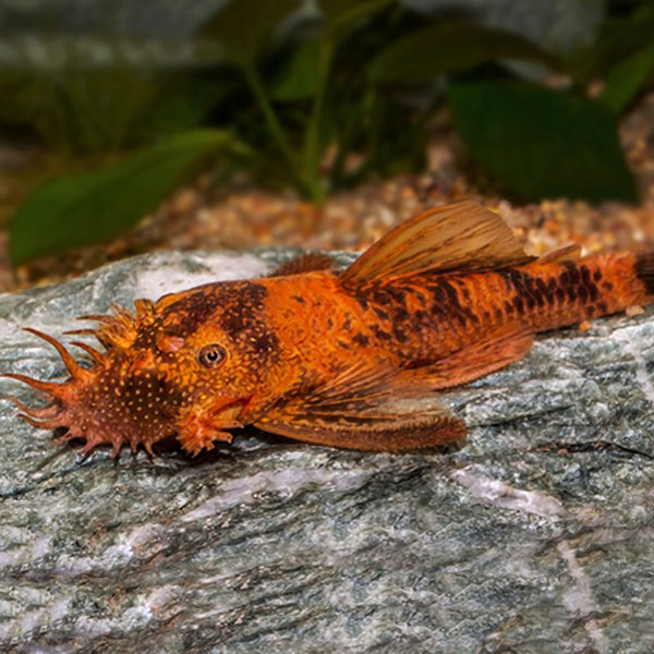 Peixes de Fundo