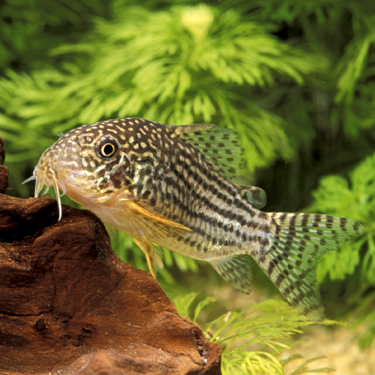 Corydora Sterbai