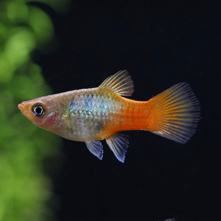 Platy Azul Cauda Vermelha