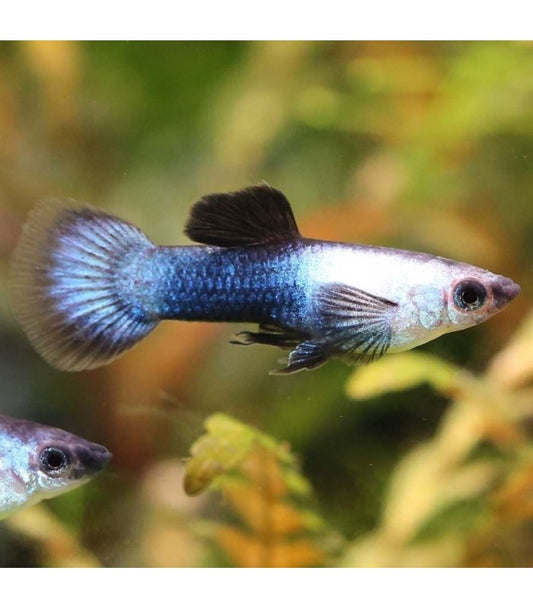 Guppy Endler Panda