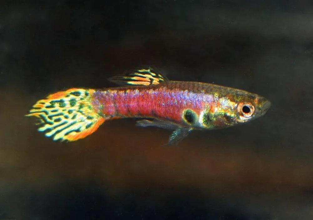 Guppy Endler Red Tiger Macho