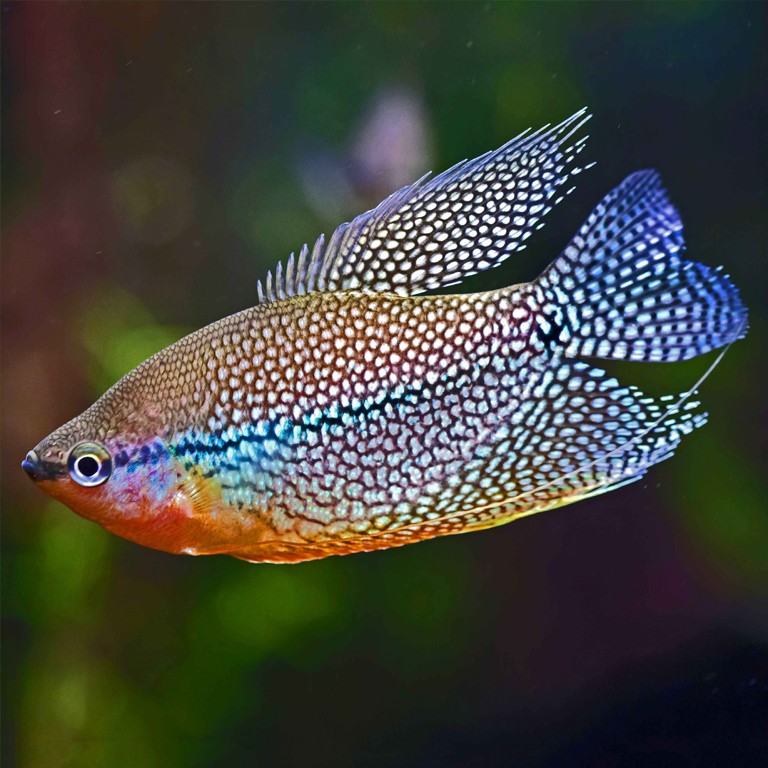 Gourami Pérola