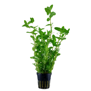 Bacopa caroliniana