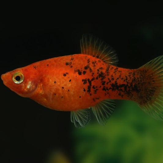 Platy Berlin Coral Red