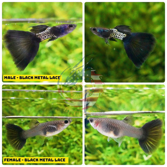 Guppys Metal Snakesin Black Lace (Casal)