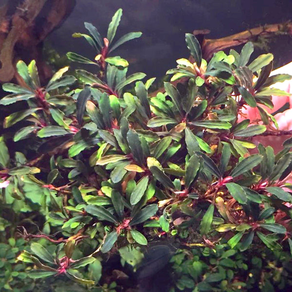 Bucephalandras