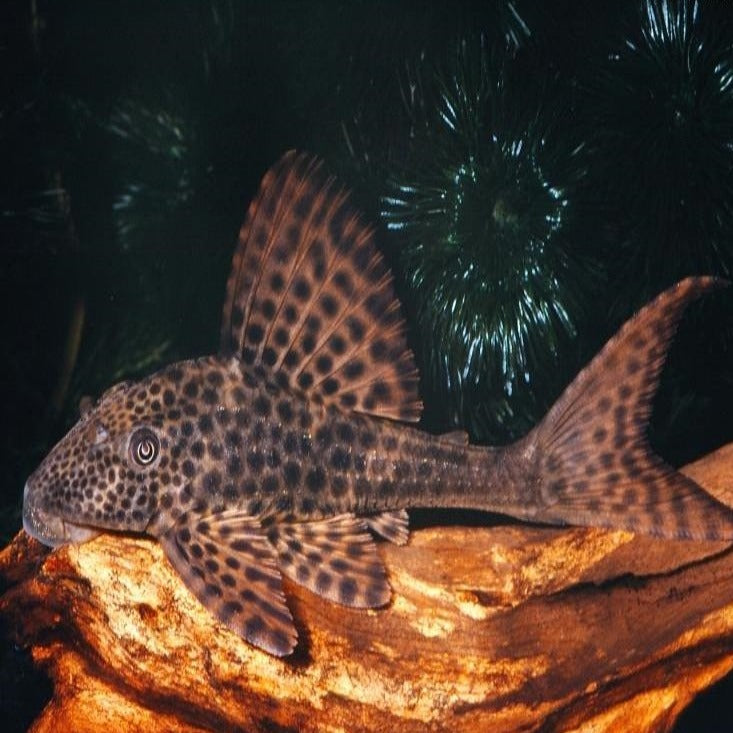 Hypostomus plecostomus 5-6cm