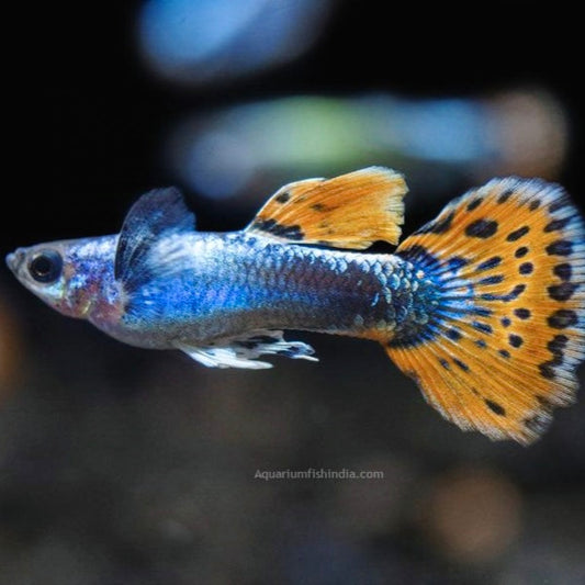 Guppys Platinum Red Mosaic (Casal)