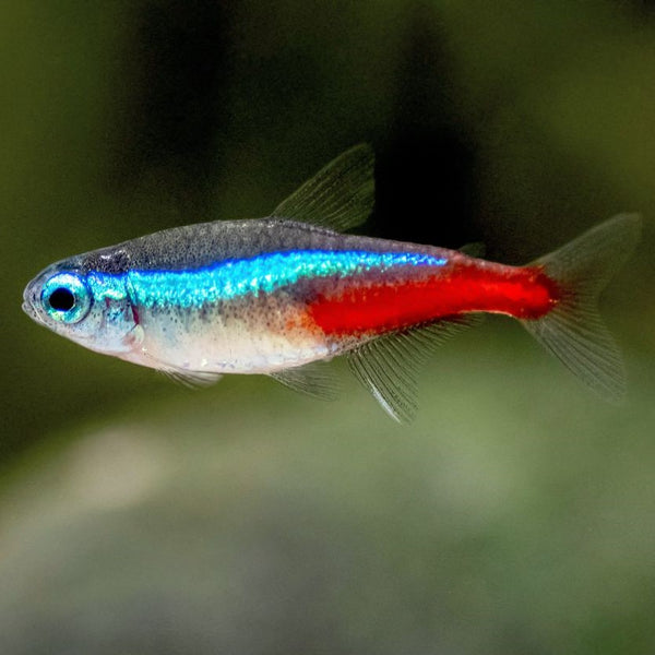 Peixes