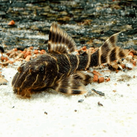 L104 Panaque Maccus 5cm