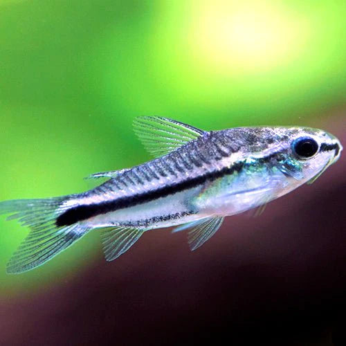 Corydoras