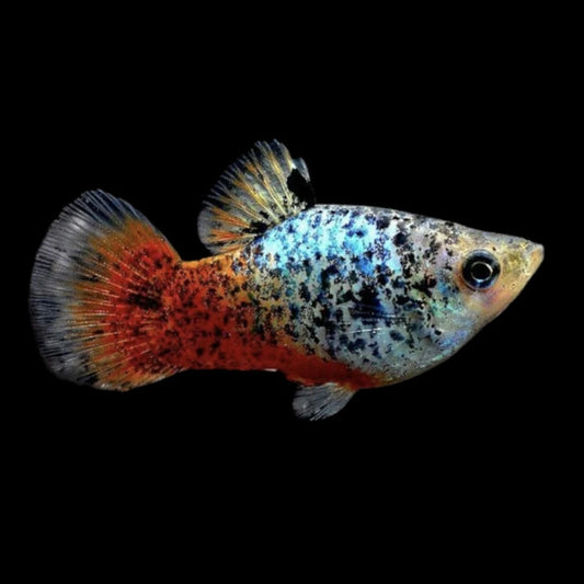 Platy Coral Azul Calico